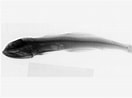 Image result for "pseudoscopelus Altipinnis". Size: 132 x 98. Source: fishesofaustralia.net.au