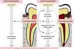 Image result for Cell Lines in Dental pulp. Size: 149 x 98. Source: www.mdpi.com