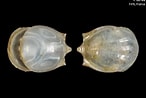 Image result for "cavolinia Globulosa". Size: 146 x 98. Source: www.marinespecies.org