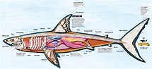 Image result for Krultandlantaarnhaai Anatomie. Size: 215 x 98. Source: www.allmystery.de