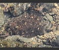 Image result for "zeugopterus Punctatus". Size: 116 x 98. Source: www.aphotomarine.com