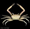 Image result for "carcinoplax Vestita". Size: 99 x 98. Source: www.crustaceology.com