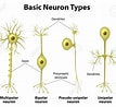 Image result for Unipolar Neuron. Size: 107 x 98. Source: www.pinterest.com