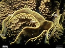 Image result for Scleractinia. Size: 133 x 98. Source: www.alamy.de