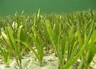 Afbeeldingsresultaten voor "icosaspis Serrulata". Grootte: 135 x 98. Bron: deepoceanfacts.com