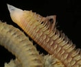 Image result for "scolelepis Foliosa". Size: 118 x 98. Source: www.aphotomarine.com