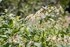 Image result for "leucothoe Spinicarpa". Size: 145 x 98. Source: www.thespruce.com