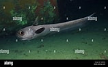 Image result for Coryphaenoides. Size: 158 x 98. Source: www.alamy.com