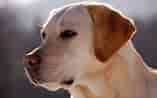 Image result for Labrador Retriever Dyrepleie. Size: 157 x 98. Source: www.whitetailproperties.com