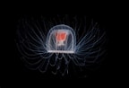 Image result for Turritopsis dohrnii Roofdieren. Size: 144 x 98. Source: alchetron.com