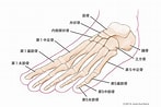 足の骨と関節 に対する画像結果.サイズ: 147 x 98。ソース: www.bodybook.jp