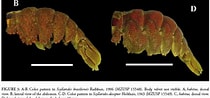 Image result for Scyllarides deceptor Geslacht. Size: 210 x 98. Source: www.scielo.br
