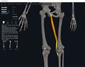Afbeeldingsresultaten voor Musculus Gracilis Gray's Anatomy. Grootte: 125 x 98. Bron: integrativewellnessandmovement.com