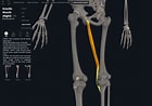 Afbeeldingsresultaten voor Musculus Gracilis Gray's Anatomy. Grootte: 140 x 98. Bron: integrativewellnessandmovement.com