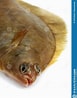 Image result for "scophthalmus Rhombus". Size: 77 x 98. Source: www.dreamstime.com