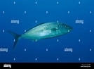 Afbeeldingsresultaten voor "seriola Carpenteri". Grootte: 134 x 98. Bron: www.alamy.com