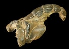 Image result for "thalassina Anomala". Size: 138 x 98. Source: www.fossilera.com