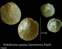 Afbeeldingsresultaten voor "pododesmus Squama". Grootte: 125 x 98. Bron: www.marinespecies.org