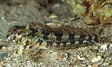Afbeeldingsresultaten voor "lipophrys Adriaticus". Grootte: 164 x 98. Bron: adriaticnature.com