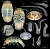 Image result for "aega Monophthalma". Size: 100 x 98. Source: www.scielo.br