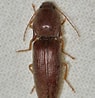 Image result for "clausocalanus Lividus". Size: 95 x 98. Source: bugguide.net