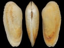 Afbeeldingsresultaten voor "petricola Pholadiformis". Grootte: 130 x 98. Bron: www.idscaro.net