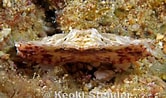 Image result for "aethra Edentata". Size: 166 x 98. Source: www.marinelifephotography.com