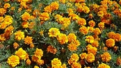 Image result for "aiptasia Tagetes". Size: 174 x 98. Source: www.spicegarden.eu