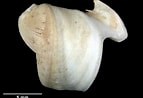 Image result for "teredora Malleolus". Size: 143 x 98. Source: naturalhistory.museumwales.ac.uk