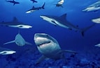 Image result for Moving Wallpapers, Sharks. Size: 143 x 98. Source: www.wallpapersafari.com