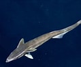 Image result for "remora Osteochir". Size: 119 x 98. Source: www.researchgate.net