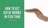 Afbeeldingsresultaten voor Fish Tank Worms. Grootte: 170 x 98. Bron: aquariumstoredepot.com