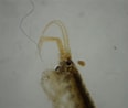 Image result for "leptocheirus Hirsutimanus". Size: 116 x 98. Source: www.naturbasen.dk