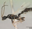 Image result for "tetraplecta Pinigera". Size: 106 x 98. Source: www.antwiki.org