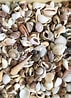 Image result for Seashells. Size: 71 x 98. Source: www.etsy.com