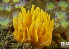 Image result for Polymastia Mammillaris WoRMS. Size: 137 x 98. Source: www.agefotostock.com