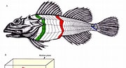 Afbeeldingsresultaten voor Myoxocephalus scorpioides Anatomie. Grootte: 180 x 98. Bron: www.researchgate.net