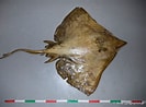 Image result for Dipturus nidarosiensis Anatomie. Size: 133 x 98. Source: shark-references.com