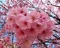 Image result for cerezos en flor Sakura. Size: 123 x 98. Source: plantas.facilisimo.com