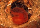 Image result for "protula Tubularia". Size: 139 x 98. Source: www.marlin.ac.uk