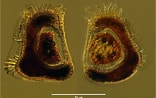 Afbeeldingsresultaten voor Amphogona apsteini Geslacht. Grootte: 156 x 98. Bron: gallery.obs-vlfr.fr