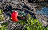 Image result for Galapagos Zeebeer. Size: 156 x 98. Source: www.traveladdicts.net