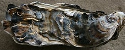 Afbeeldingsresultaten voor Japanse oester Roofdieren. Grootte: 245 x 98. Bron: rijkewaddenzee.nl