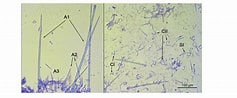 Image result for "hymedesmia Minuta". Size: 237 x 98. Source: www.researchgate.net