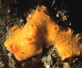 Image result for Myxilla Styloptilon Ancorata Geslacht. Size: 119 x 98. Source: www.britishmarinelifepictures.co.uk
