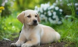 Image result for Labrador Retriever. Size: 161 x 98. Source: www.101dogbreeds.com