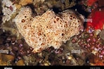 Afbeeldingsresultaten voor Hemimycale columella. Grootte: 148 x 98. Bron: www.alamy.com