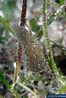 Image result for "afrocucumis Africana". Size: 66 x 98. Source: www.poppe-images.com