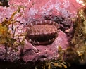 Image result for "tonicella Rubra". Size: 122 x 98. Source: www.habitas.org.uk