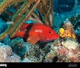 Afbeeldingsresultaten voor "epinephelus Fulvus". Grootte: 115 x 98. Bron: www.alamy.com